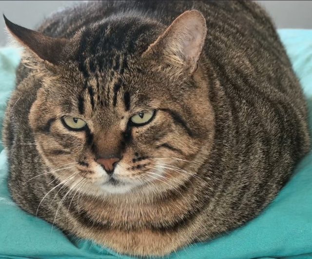 肥猫在看着你