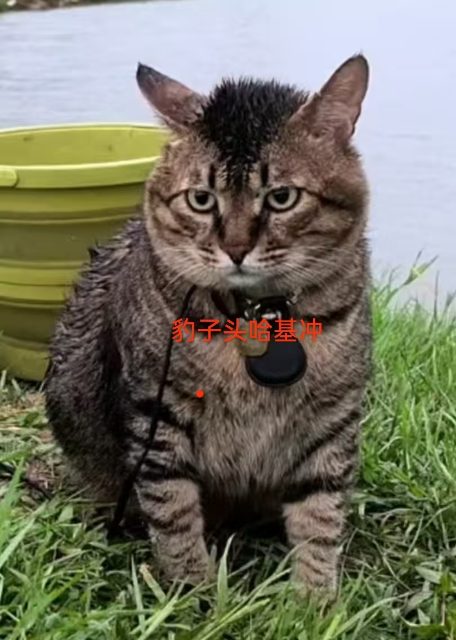 豹子头
