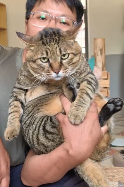 单手持肥猫