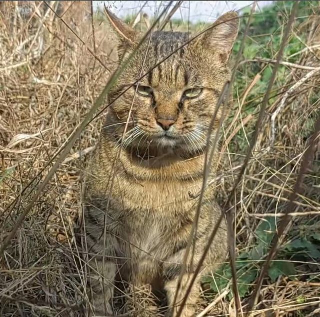 憨pig猫头像