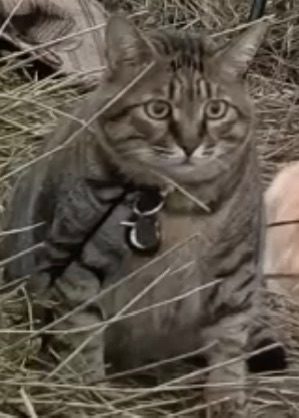猫儿这个呆