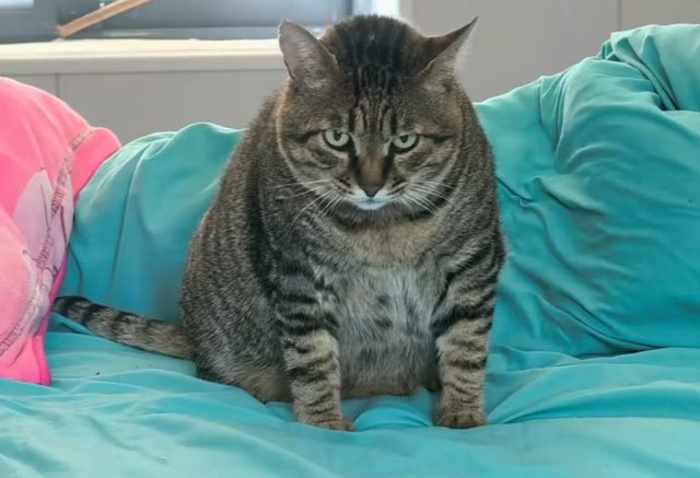 肥猫