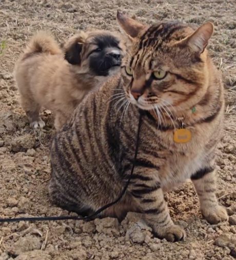 肥猫