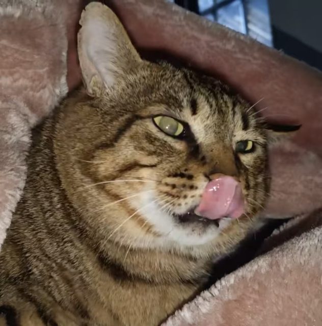 舔
