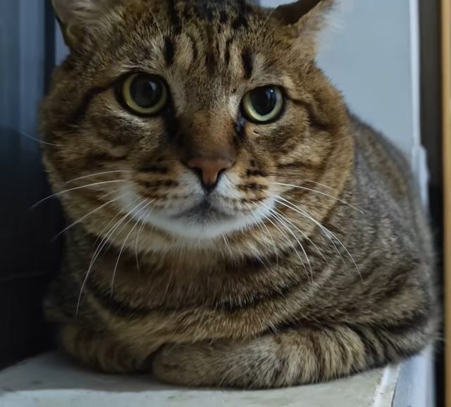 肥猫