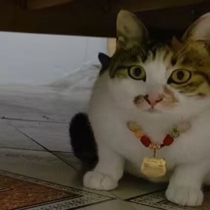 小发发