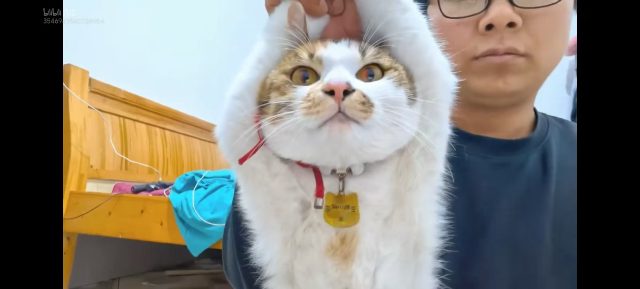 小发发