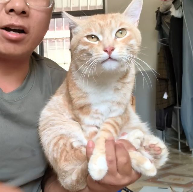 单手持猫