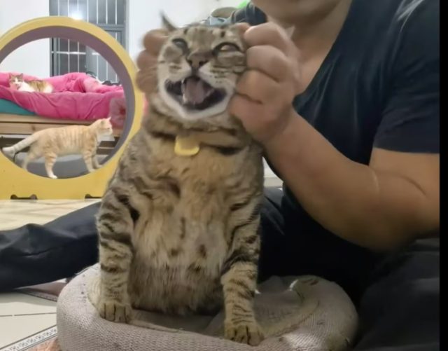 肥猫