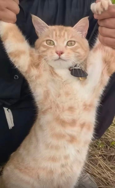 橘