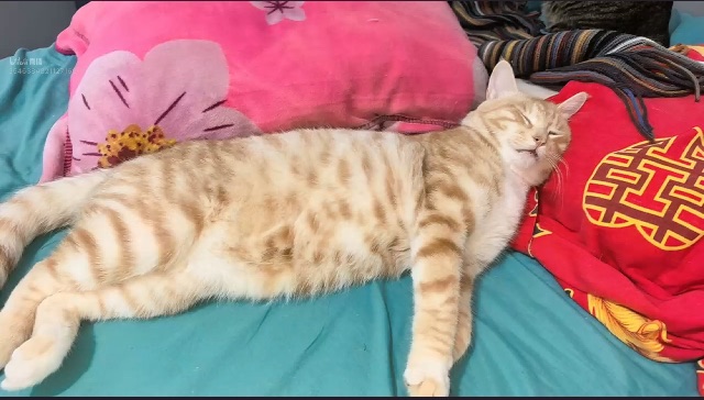 睡觉