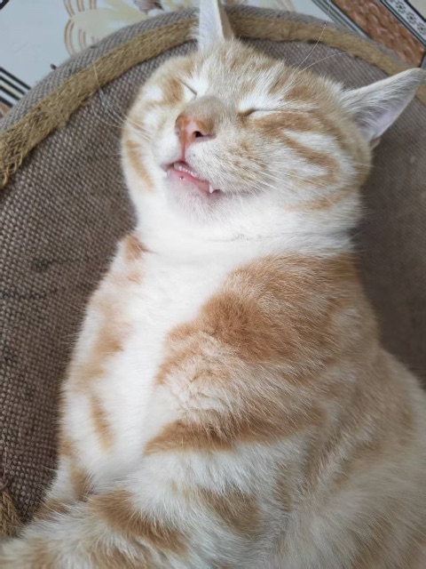 橘
