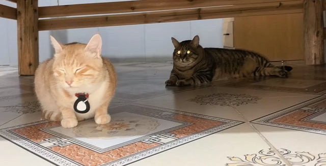 蹲着