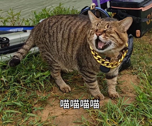 肥猫