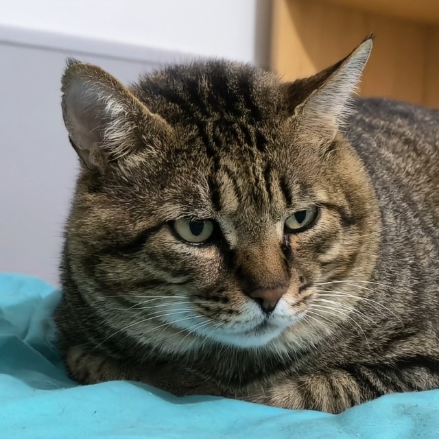 肥猫