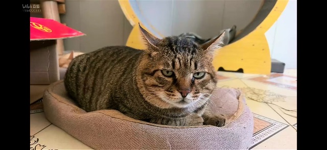 肥猫