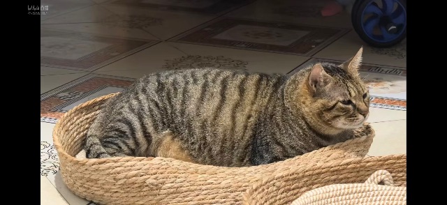憨猫